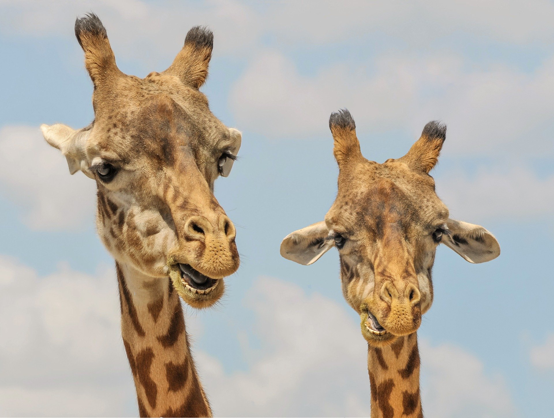 Giraffe